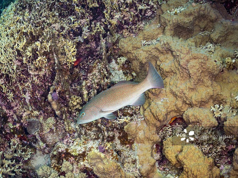 红点石斑鱼、蓝点石斑鱼、豹纹石斑鱼。一群热带鱼。美丽的珊瑚礁和游泳的人们。阿穆罗岛、座间味岛、庆良间群岛、岛尻郡、冲绳 - 2025年6月30日图片素材