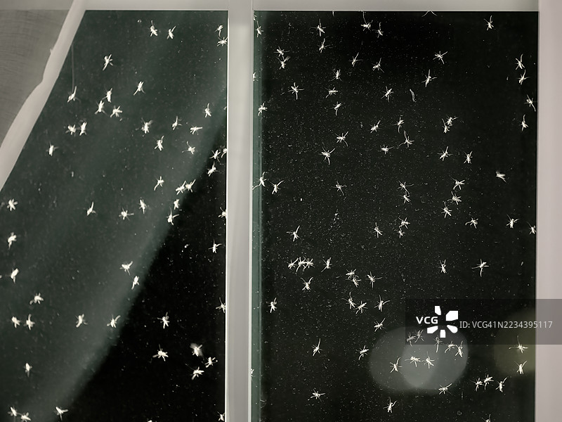 窗户上的小虫群图片素材