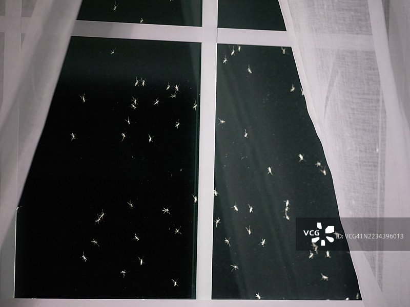 夜间窗户上的蚊子图片素材