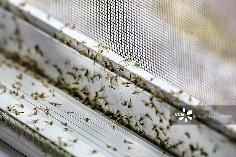 窗边的死虫图片素材