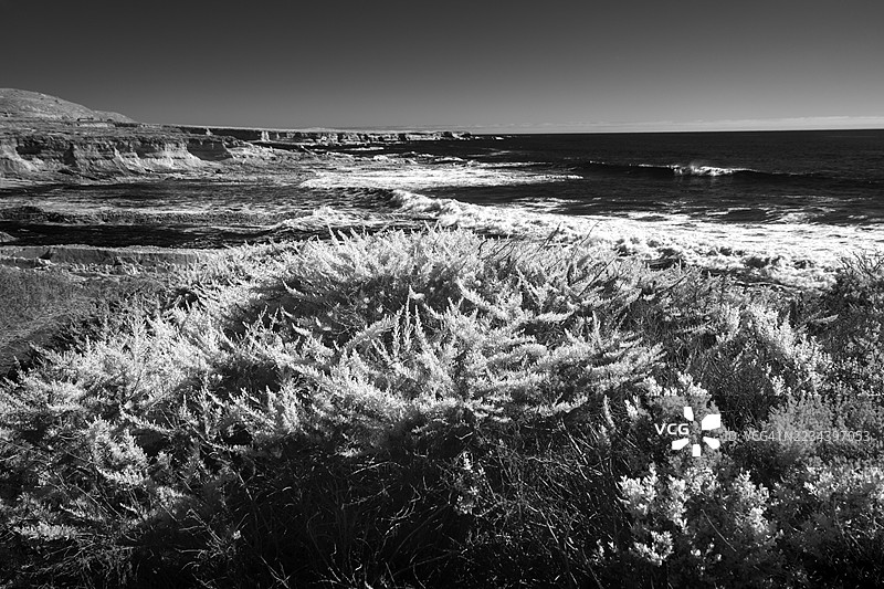 蒙塔纳德奥罗州立公园的海岸灌木和太平洋，加利福尼亚州圣路易斯县图片素材