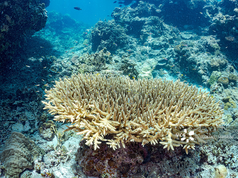 南方橙线红雀鱼，Ostorhinchus properuptus。一群热带鱼。美丽的珊瑚礁和游泳的人们。阿穆罗岛，座间味岛，慶良間群岛，岛尻郡，冲绳 - 2025年6月30日图片素材