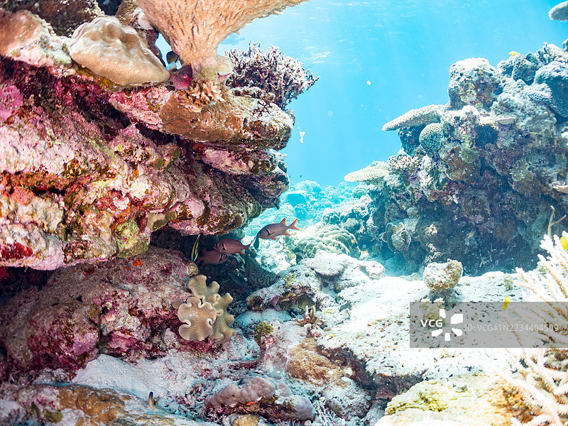 摩尔鱼，角鳍鱼，斑点眼士兵鱼，美丽的热带鱼群。美丽的珊瑚礁和游泳的人们。阿穆罗岛，座间味岛，庆良间群岛，岛尻郡，冲绳 - 2025年6月30日图片素材