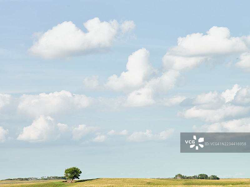 草原田野中的孤独树木在宽广的多云天空下图片素材