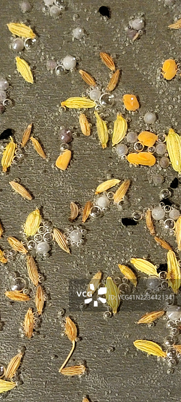 孟加拉五香粉潘奇福伦调料图片素材