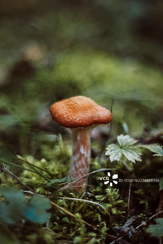 在苔藓覆盖的森林地面上特写的蘑菇。一朵棕色的蘑菇在绿色苔藓和森林植物中高高耸立，沐浴在柔和的自然光中。图片素材