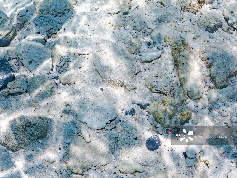 豹鲽，豹纹鲽。热带鱼群。美丽的珊瑚礁和游泳的人们。嘉比岛，座间味岛，慶良間群岛，岛尻郡，冲绳，日本 - 2025年6月29日图片素材