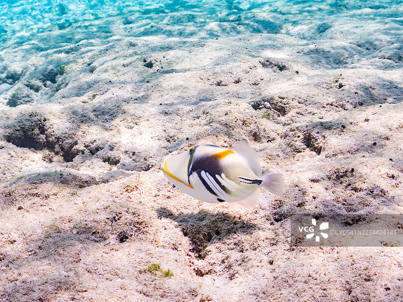 美丽的泻湖触鱼。皮卡索鱼，胡姆胡姆努库努库阿普阿（Rhinecanthus aculeatus）和其他鱼类在美妙的珊瑚礁中。一群热带鱼。美丽的珊瑚礁和游泳的人们。Gahi岛，Zamami岛，Kerama群岛，2025年图片素材