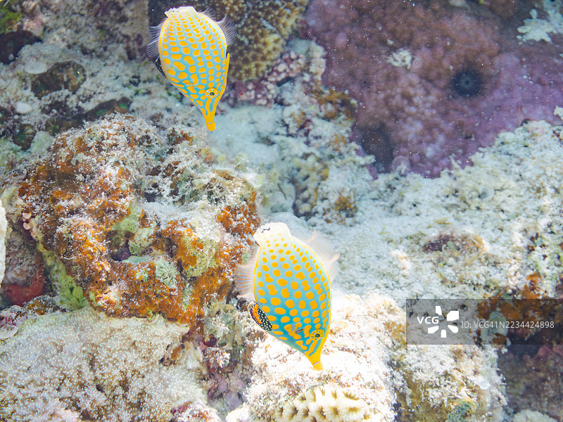 可爱的花斑海鳗，橙点海鳗（Oxymonacanthus longirostris）和其他美丽的珊瑚礁。热带鱼群。美丽的珊瑚礁和游泳的人们。Gahi岛，座间味岛，慶良間群岛，岛尻郡，2025年图片素材