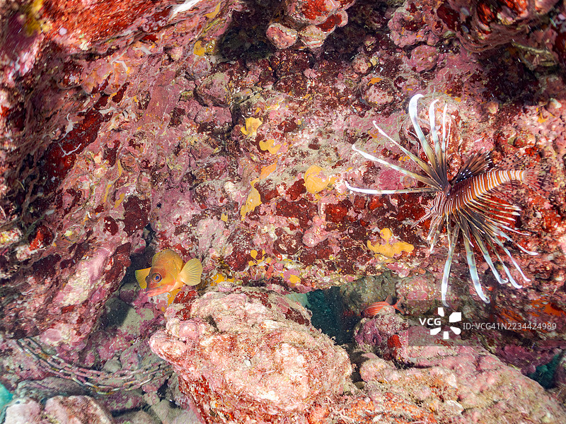 红狮子鱼，飞龙鱼，黑鳍石斑鱼等。鱼群。平藏海滩，中木港，南伊豆，伊豆半岛，静冈县，日本。- 2025年7月13日。图片素材