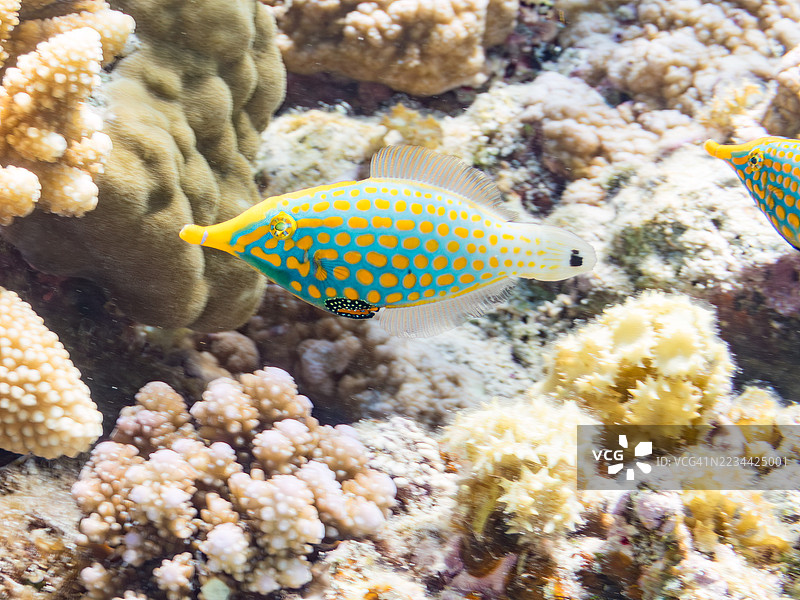 可爱的花斑海鳗，橙点海鳗（Oxymonacanthus longirostris）和其他美丽的珊瑚礁。热带鱼群。美丽的珊瑚礁和游泳的人们。Gahi岛，座间味岛，慶良間群岛，岛尻郡，2025年图片素材