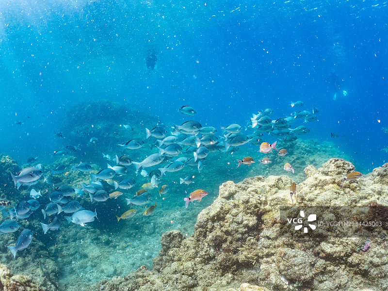 大型黑鱼,斑点鱼,白鞍羊鱼,毛鳍羊鱼。东方蝴蝶鱼,黄鳍蝴蝶鱼鱼群。平藏海滩,中木港,南伊豆,伊豆半岛,静冈县,日本。- 2025年7月13日。图片素材