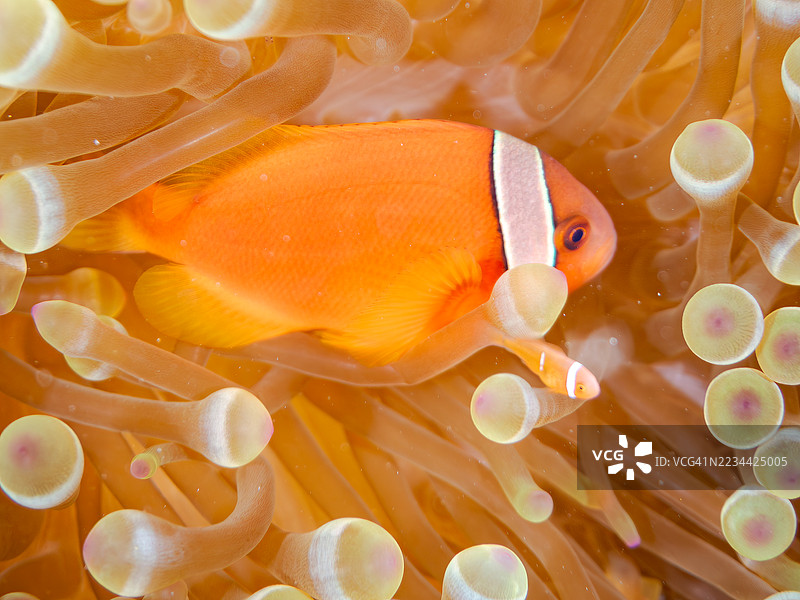 可爱的番茄小丑鱼(Amphiprion frenatus)和美丽的海葵以及其他生物在壮观的珊瑚礁中。一群热带鱼。美丽的珊瑚礁和游泳的人们。Gahi岛,座间味岛,庆良间群岛,岛尻郡,2025年。图片素材