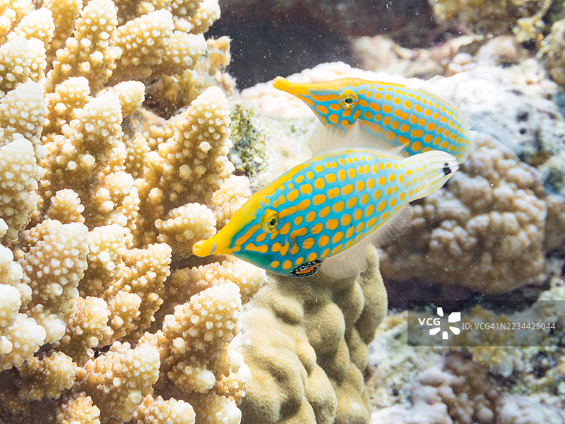 可爱的花斑海鳗，橙点海鳗（Oxymonacanthus longirostris）和其他美丽的珊瑚礁。热带鱼群。美丽的珊瑚礁和游泳的人们。Gahi岛，座间味岛，慶良間群岛，岛尻郡，2025年图片素材