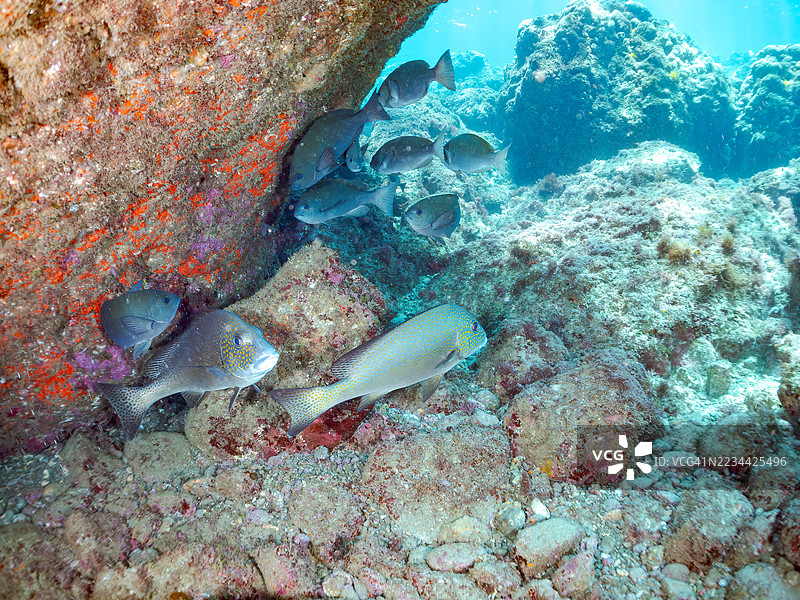 彩绘甜唇鱼,图示鱼,大片黑鱼,斑点鱼,及其他。鱼群。平藏海滩,中木港,南伊豆,伊豆半岛,静冈县,日本。- 2025年7月19日。图片素材