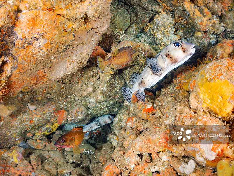 太平洋刺鱼（Chilomycterus reticulatus）、黑鳍石斑鱼（Epinephelus fasciatus）、箱鱼（Ostracion immaculatus）等鱼群。地点：日本静冈县南伊豆中木港的平藏海滩。- 2025年7月19日。图片素材