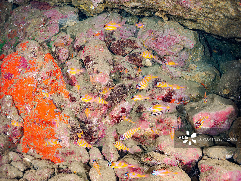 南方橙线红雀鱼(Ostorhinchus properuptus)及其他鱼类。鱼群。日本静冈县南伊豆伊豆半岛中木港的平子海滩。- 2025年7月19日。图片素材