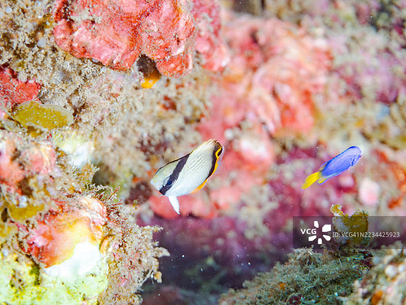 流浪蝴蝶鱼，学名Chaetodon Vagabundus，幼鱼。还有其他鱼类。鱼群。静冈县南伊豆中木港的平子海滩。- 2025年7月19日。图片素材