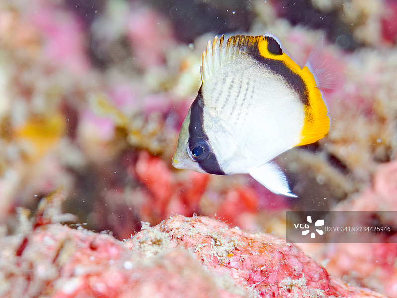 流浪蝴蝶鱼，学名Chaetodon Vagabundus，幼鱼。还有其他鱼类。鱼群。静冈县南伊豆中木港的平子海滩。- 2025年7月19日。图片素材