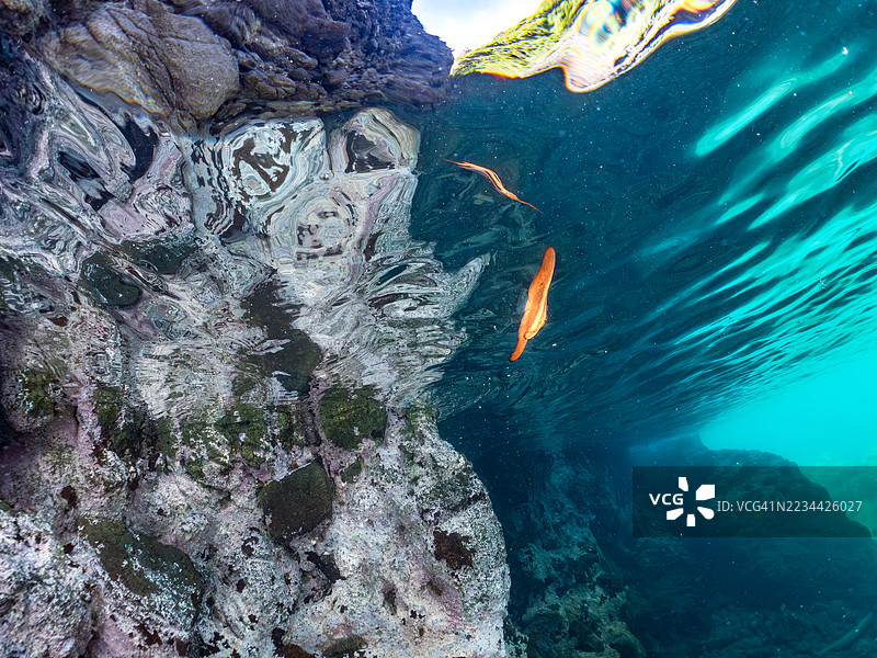 一群美丽的幼年圆形蝠鲼（Platax orbicularis）在水面游动。其他鱼群。日本静冈县南伊豆，中木港，平藏海滩 - 2025年7月19日。图片素材