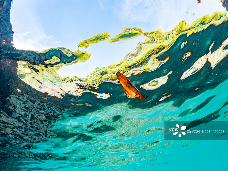 一群美丽的幼年圆形蝠鲼（Platax orbicularis）在水面游泳。其他鱼群。日本静冈县南伊豆的中木港，平子海滩 - 2025年7月19日。图片素材