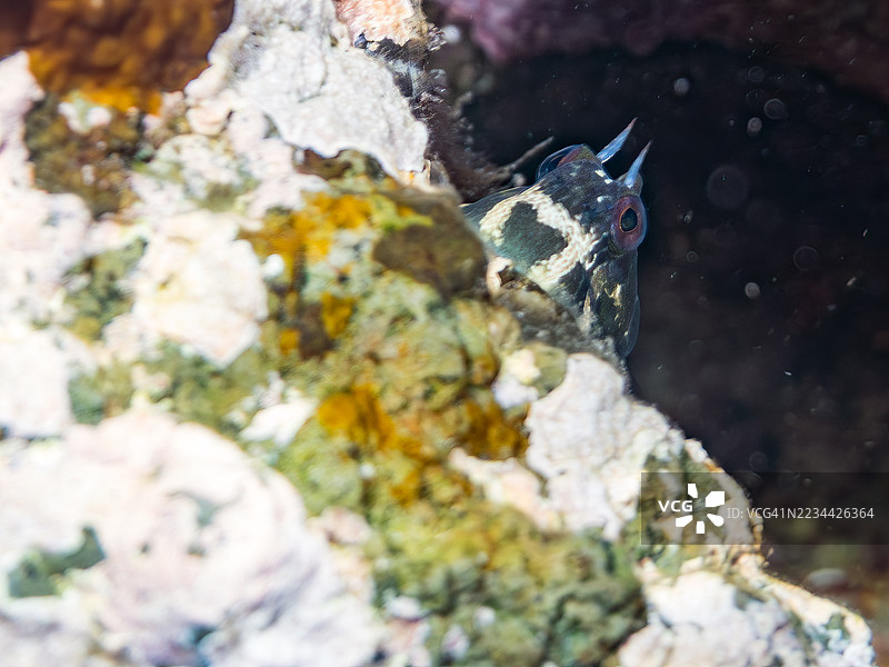 斑点鳗鱼,伊斯提布伦尼乌斯·埃诺西梅等。鱼群。静浦海滩,中木港,南伊豆,伊豆半岛,静冈县,日本。- 2025年7月19日。图片素材