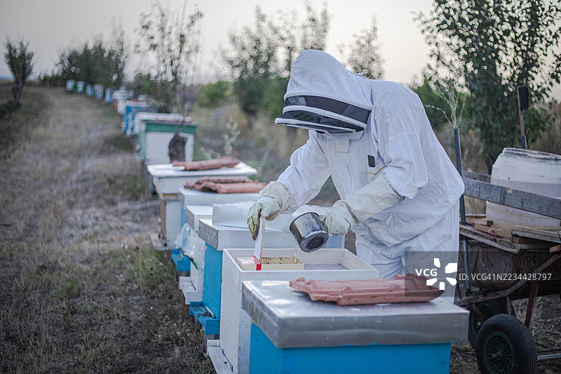 一位穿着白色防护工作服的养蜂人正在喂蜜蜂图片素材