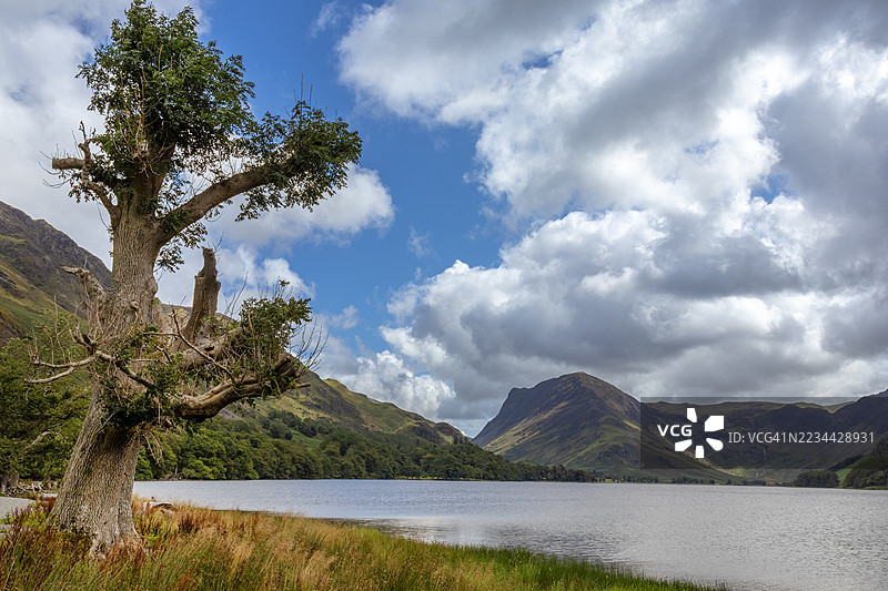 巴特米尔湖与干枯的树，湖区，英格兰图片素材