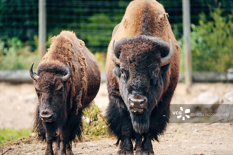 苏格兰高地牛在草地上图片素材