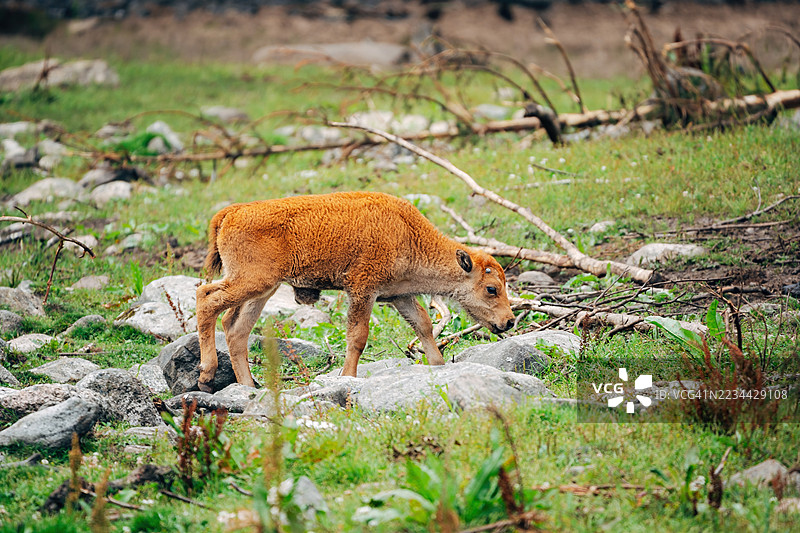 苏格兰高地牛在草地上图片素材