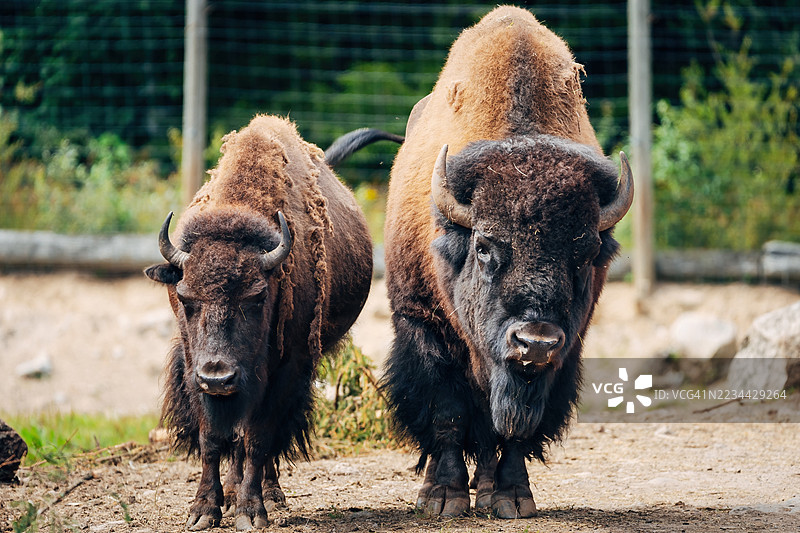 苏格兰高地牛在草地上图片素材