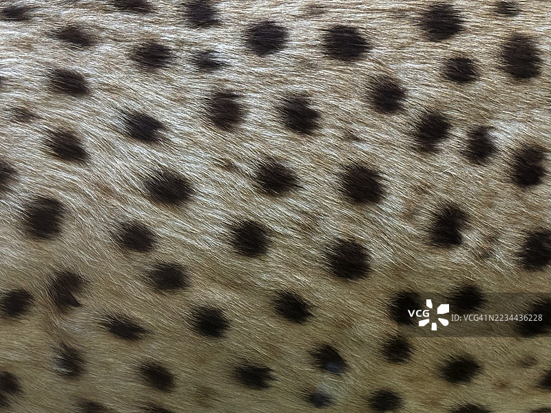 猎豹毛发的特写，带有其特有的圆形斑点图片素材