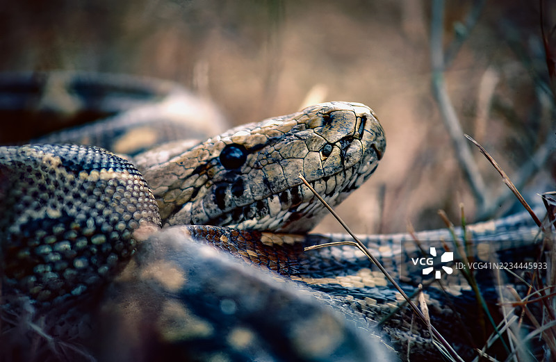 非洲岩蟒图片素材