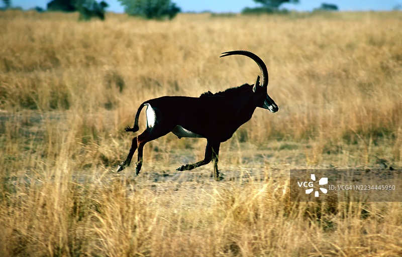 黑斑羚奔跑图片素材