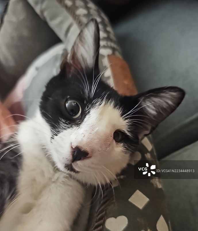 燕尾服小猫图片素材