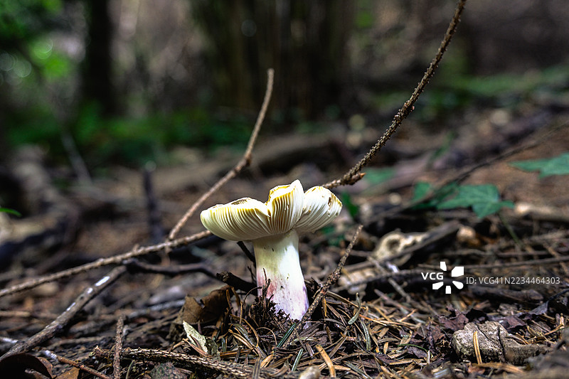 秋季自然摄影中的白色蘑菇在草丛中图片素材