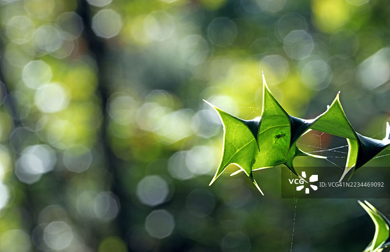 日落时分冬青树的特写图片素材