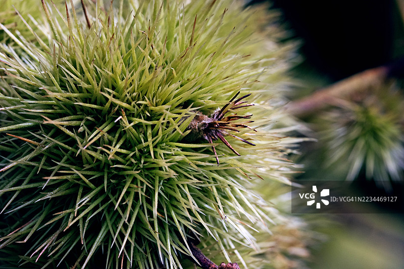 森林中的七叶树种子特写图片素材