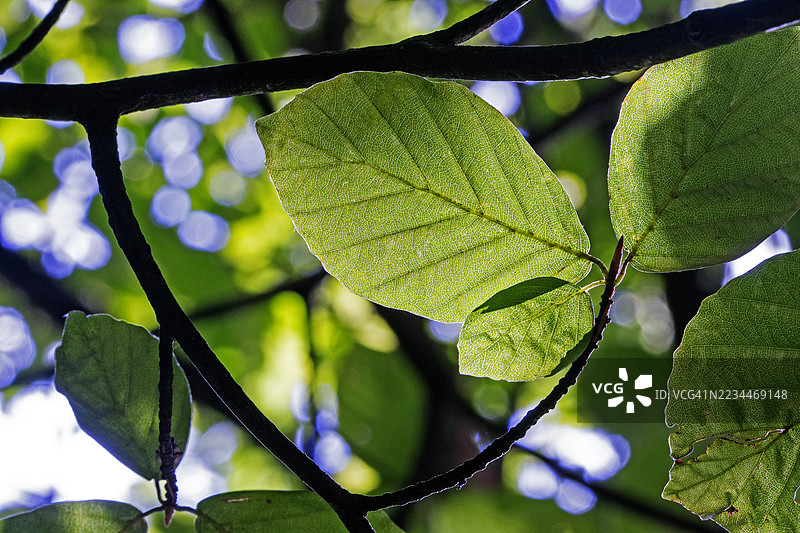 森林中‘山羊柳’树的特写图片素材