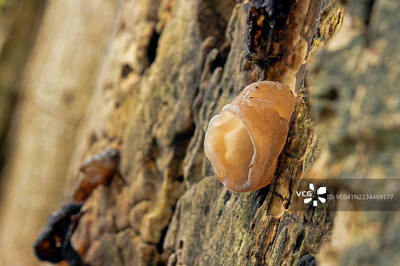 森林中树上近距离拍摄的木耳图片素材