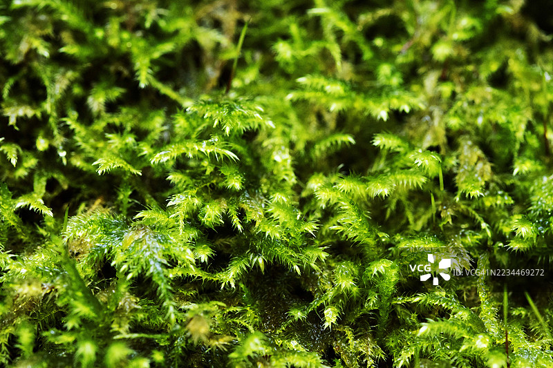 成熟英伦森林中苔藓地面的特写图片素材