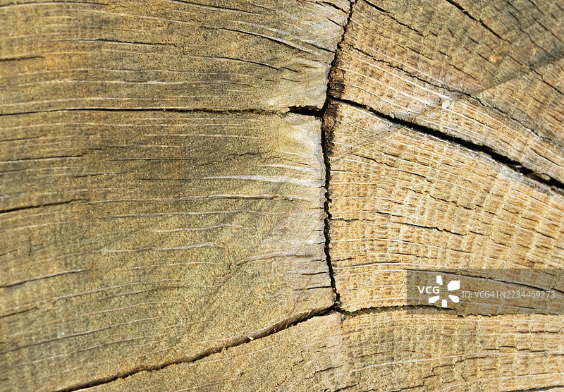 英国橡树树干特写图片素材