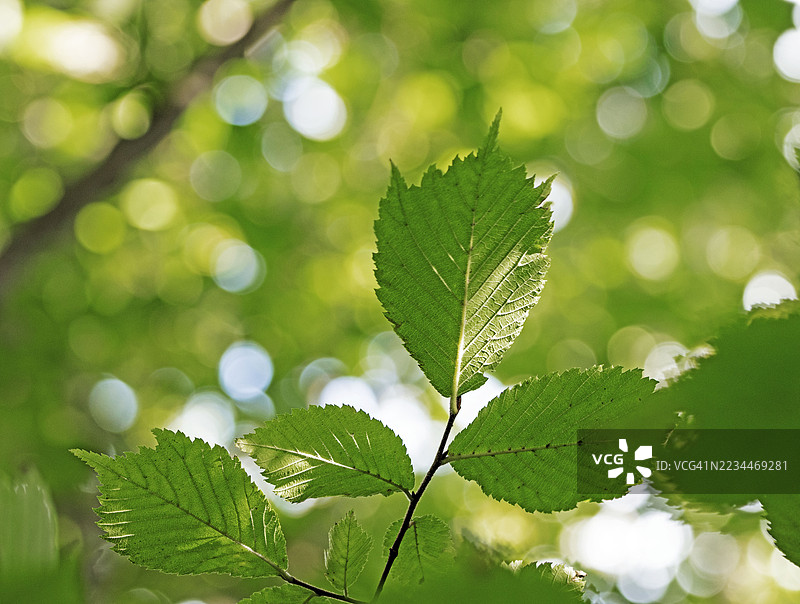 成熟林中的'柳叶榆'叶子图片素材