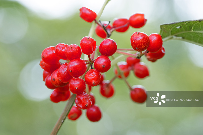 英国森林中‘红接骨木’的特写图片素材