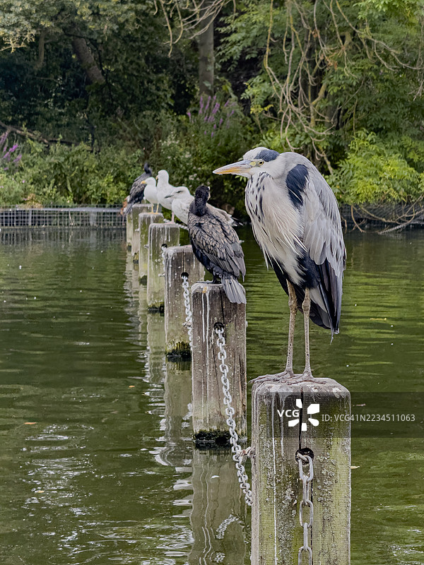 公园里的苍鹭、鸬鹚和海鸥 - 英国图片素材