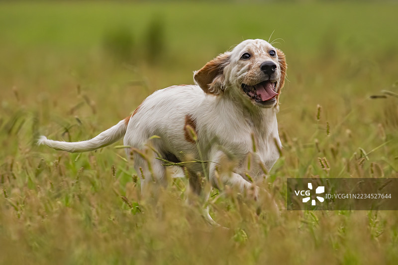 意大利托斯卡纳的英式设得兰幼犬，卢卡图片素材