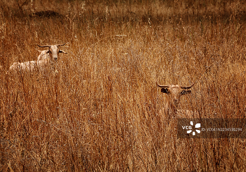 两只山羊在葡萄牙阿连特茹的田野上吃草图片素材