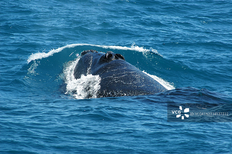 右鲸在游泳图片素材