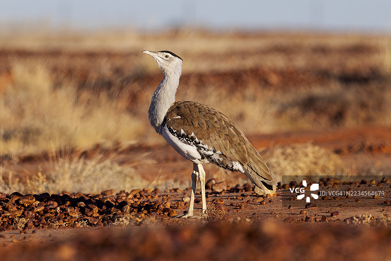 澳大利亚鸵鸟，澳大利亚图片素材