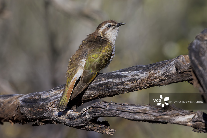 霍斯菲尔德铜雨燕，澳大利亚图片素材